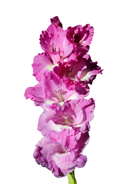 gladiolo violet summer 10 bulbi gladiolo violet summer 10 bulbi