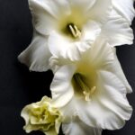 gladiolo white bloom 10 bulbi