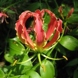 gloriosa rothschildiana 2