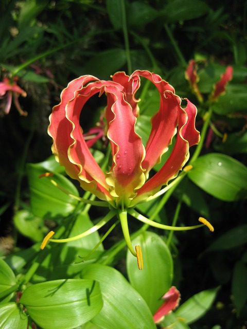 gloriosa rothschildiana 2 gloriosa rothschildiana 2
