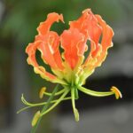 gloriosa superba 1