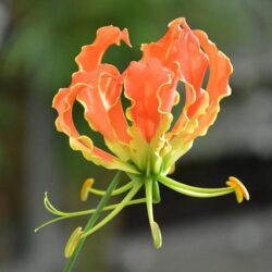 gloriosa superba 1