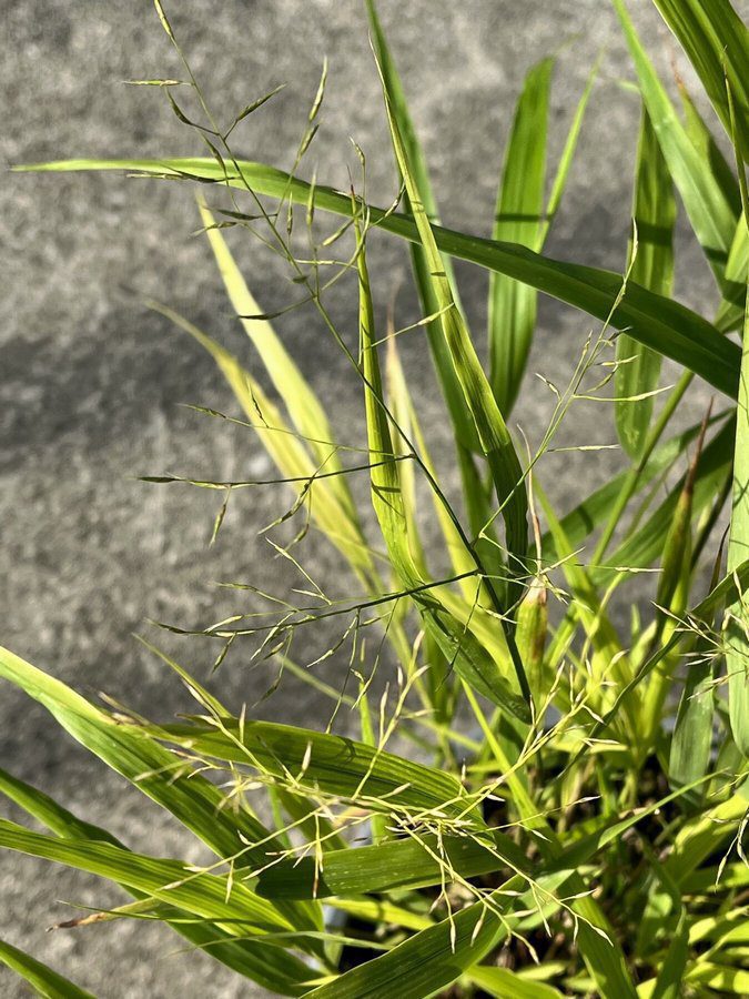 hakonechloa macra 1 1 hakonechloa macra 1 1