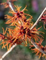 hamamelis intermedia aphrodite amamelis 1
