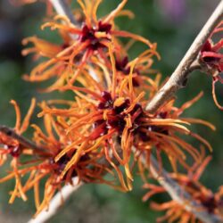 hamamelis intermedia aphrodite amamelis 1