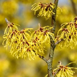 hamamelis intermedia arnold promise amamelis 1