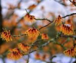 hamamelis intermedia orange beauty amamelis 1