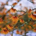 hamamelis intermedia orange beauty amamelis 1