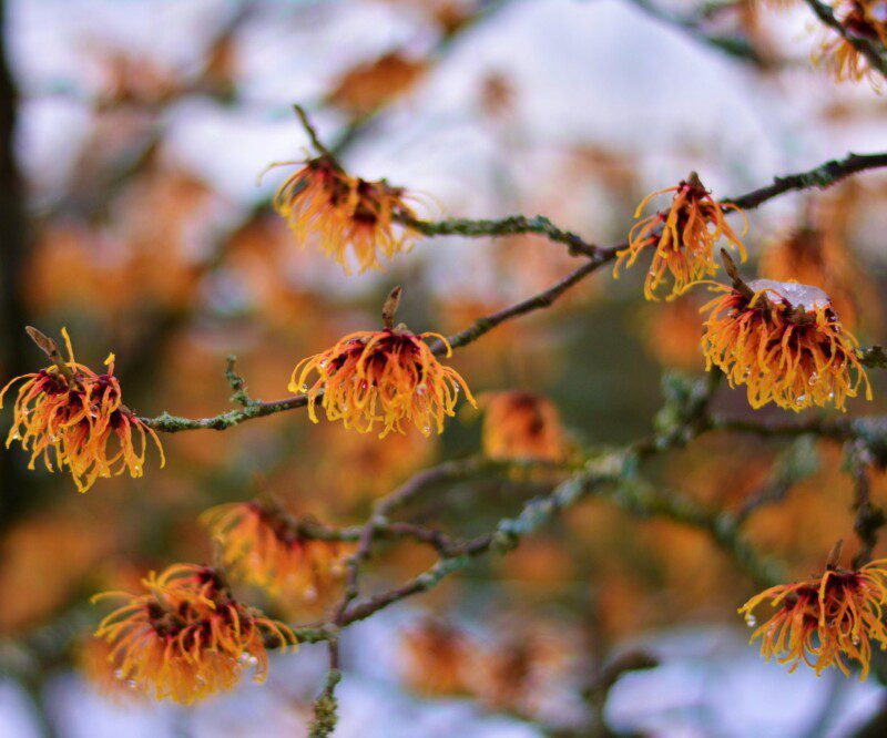 hamamelis intermedia orange beauty amamelis 1 hamamelis intermedia orange beauty amamelis 1