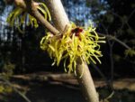 hamamelis intermedia pallida amamelis 1