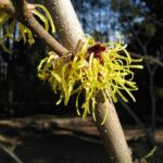 hamamelis intermedia pallida amamelis 1