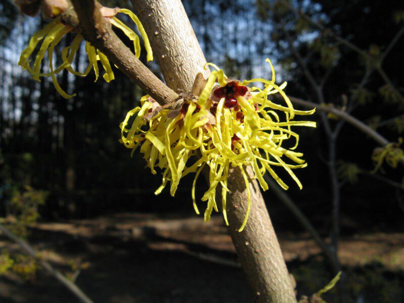 hamamelis intermedia pallida amamelis 1 hamamelis intermedia pallida amamelis 1