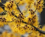 hamamelis intermedia westerstede amamelis 1