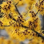 hamamelis intermedia westerstede amamelis 1