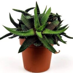 haworthia attenuata