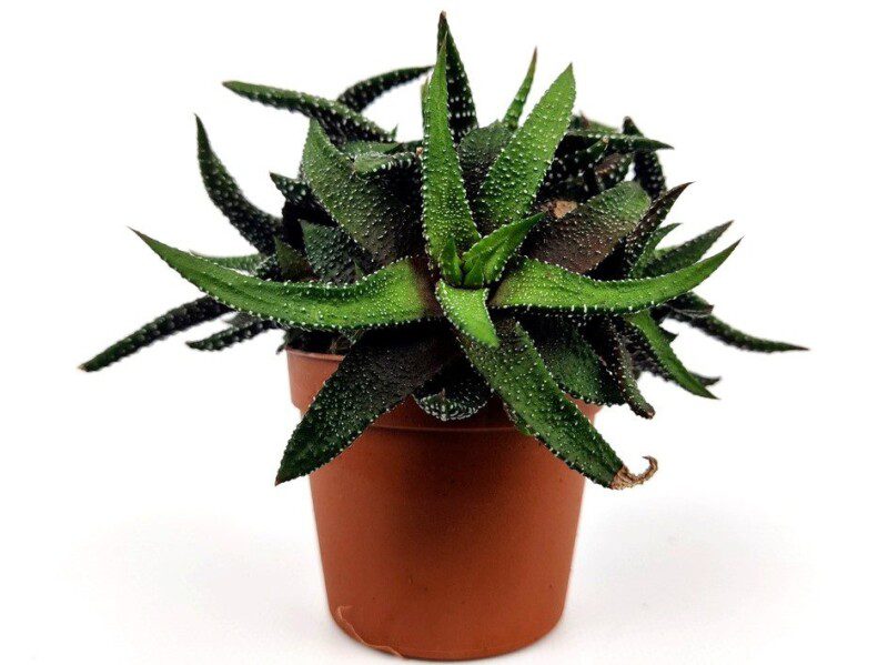 haworthia attenuata haworthia attenuata