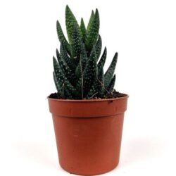 haworthia coarctata