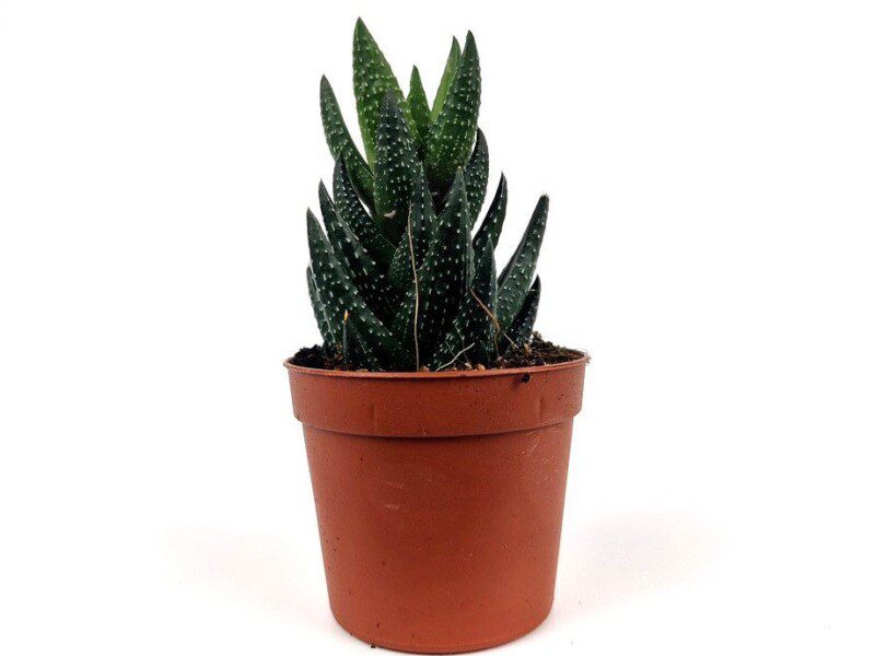 haworthia coarctata haworthia coarctata