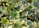hedera alba elegantissima edera 1