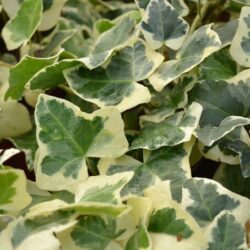 hedera alba elegantissima edera 1