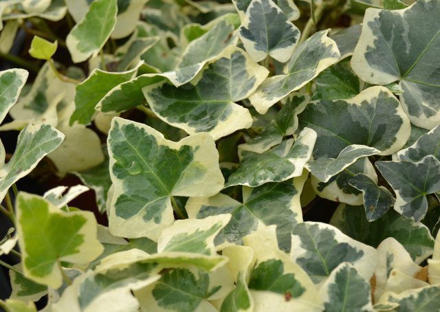 hedera alba elegantissima edera 1 hedera alba elegantissima edera 1