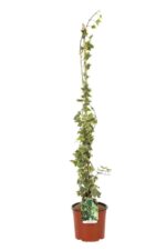hedera alba elegantissima edera