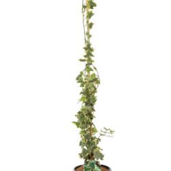 hedera alba elegantissima edera
