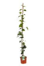 hedera algeriensis edera 1