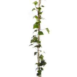hedera algeriensis edera 1