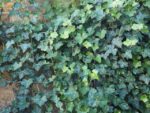 hedera algeriensis edera