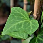 hedera algeriensis edera 2