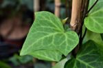 hedera algeriensis edera 2