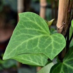 hedera algeriensis edera 2