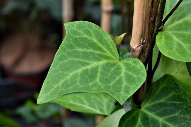hedera algeriensis edera 2 hedera algeriensis edera 2