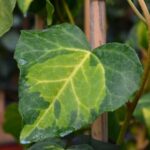 hedera canariensis gloire de marengo edera 1