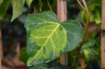 hedera canariensis gloire de marengo edera 1