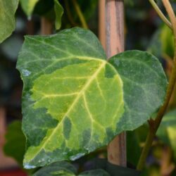 hedera canariensis gloire de marengo edera 1
