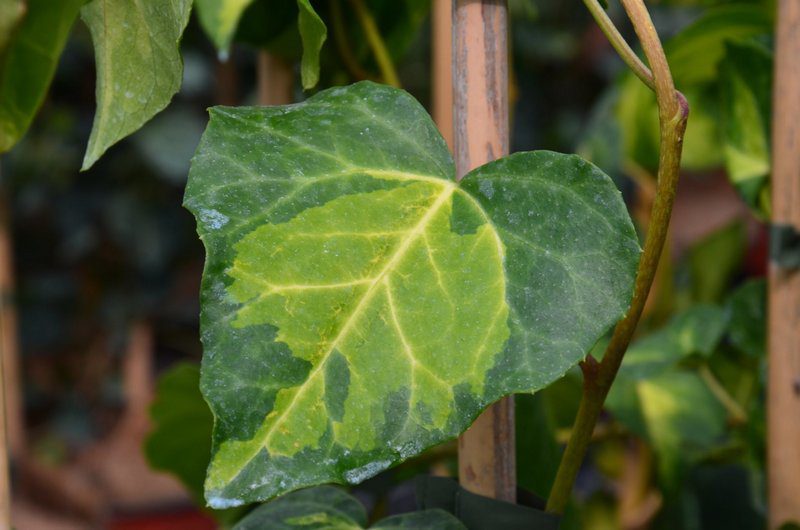 hedera canariensis gloire de marengo edera 1 hedera canariensis gloire de marengo edera 1