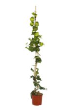 hedera canariensis gloire de marengo edera
