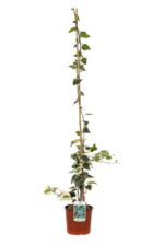 hedera canariensis gloire de marengo edera 2
