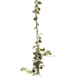 hedera canariensis gloire de marengo edera 2