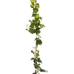 hedera canariensis gloire de marengo edera