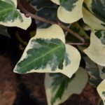 hedera canariensis gloire de marengo edera 3