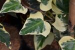 hedera canariensis gloire de marengo edera 3