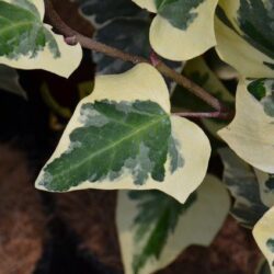 hedera canariensis gloire de marengo edera 3