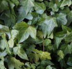 hedera helix edera 1