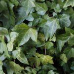 hedera helix edera 1