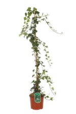 hedera helix edera