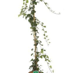 hedera helix edera