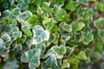 hedera helix glacier edera 1